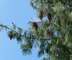 Attēlu rezultāti vaicājumam “Pinus”