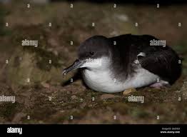 Image result for Puffinus puffinus