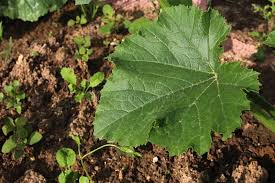 Attēlu rezultāti vaicājumam “Cucurbita pepo leaf”