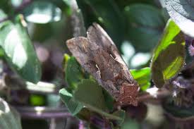 Attēlu rezultāti vaicājumam “Autographa excelsa”