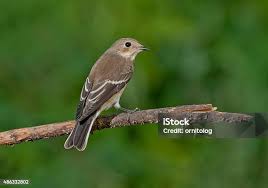 Attēlu rezultāti vaicājumam “Ficedula hypoleuca juvenile”