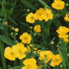 Attēlu rezultāti vaicājumam “Ranunculus lingua leaf”