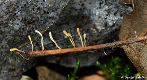 Attēlu rezultāti vaicājumam “Typhula setipes”