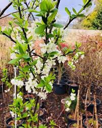Attēlu rezultāti vaicājumam “Prunus domestica subsp. insitita fruit”