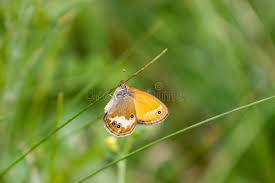 Attēlu rezultāti vaicājumam “Coenonympha glycerion”