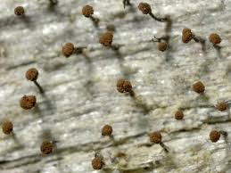 Attēlu rezultāti vaicājumam “Chaenotheca brunneola”