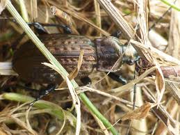 Attēlu rezultāti vaicājumam “Carabus granulatus”