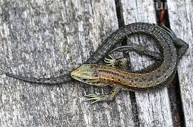 Attēlu rezultāti vaicājumam “Lacerta vivipara”