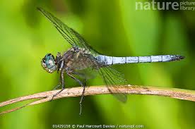 Attēlu rezultāti vaicājumam “Orthetrum cancellatum”