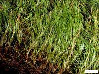 Attēlu rezultāti vaicājumam “Dicranodontium denudatum”