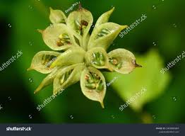 Attēlu rezultāti vaicājumam “Caltha palustris fruit”