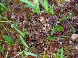 Attēlu rezultāti vaicājumam “Sphagnum magellanicum”