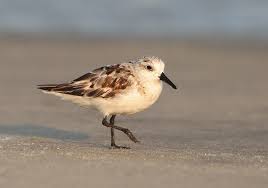 Image result for Calidris pusilla