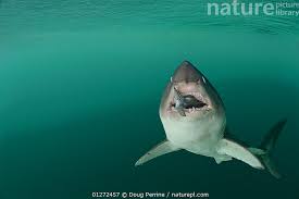 Image result for Lamna ditropis