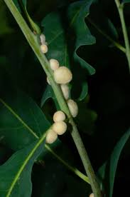 Attēlu rezultāti vaicājumam “Cynips quercusfolii”