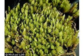 Attēlu rezultāti vaicājumam “Pohlia nutans”