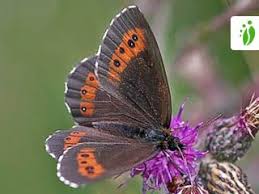 Attēlu rezultāti vaicājumam “Erebia ligea upperside”