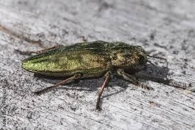 Attēlu rezultāti vaicājumam “Chalcophora mariana”