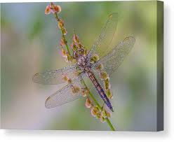 Attēlu rezultāti vaicājumam “Orthetrum brunneum”