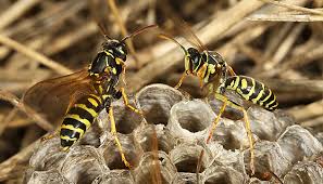 Attēlu rezultāti vaicājumam “Polistes nimpha”