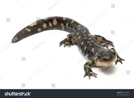 Attēlu rezultāti vaicājumam “Diderma tigrinum macro”