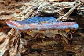 Attēlu rezultāti vaicājumam “Ischnoderma benzoinum”