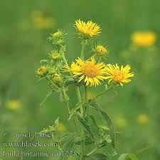 Attēlu rezultāti vaicājumam “Inula britannica”