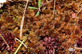 Attēlu rezultāti vaicājumam “Sphagnum fuscum”