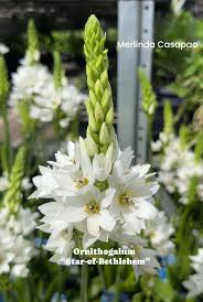 Attēlu rezultāti vaicājumam “Ornithogalum umbellatum flower”