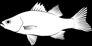 Image result for Morone americana