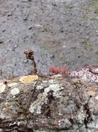 Attēlu rezultāti vaicājumam “Arcyria major”