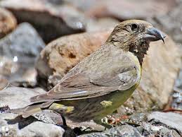 Image result for Loxia curvirostra