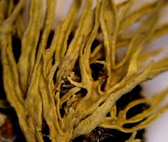 Attēlu rezultāti vaicājumam “Ramalina calicaris”