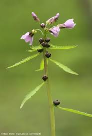 Attēlu rezultāti vaicājumam “Cardamine bulbifera leaf”
