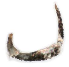 Attēlu rezultāti vaicājumam “Carpatolechia proximella”