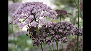 Image result for Daucus carota