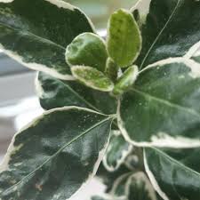 Attēlu rezultāti vaicājumam “Euonymus verrucosus leaf”