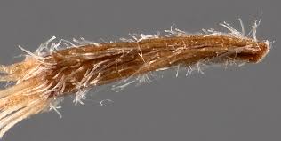 Attēlu rezultāti vaicājumam “Inula britannica bud”