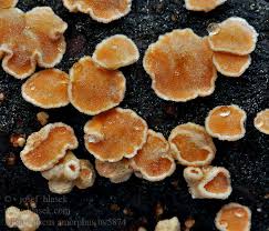 Attēlu rezultāti vaicājumam “Aleurodiscus amorphus”