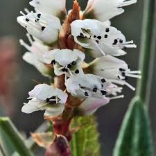 Attēlu rezultāti vaicājumam “Bistorta vivipara”