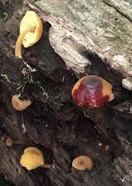 Attēlu rezultāti vaicājumam “Enteridium olivaceum”