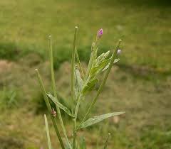 Attēlu rezultāti vaicājumam “Epilobium montanum leaf”