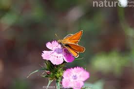 Attēlu rezultāti vaicājumam “Thymelicus sylvestris”