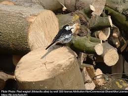 Attēlu rezultāti vaicājumam “Motacilla alba nest”