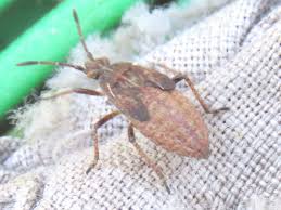 Attēlu rezultāti vaicājumam “Corizus hyoscyami”