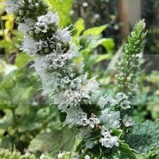 Attēlu rezultāti vaicājumam “Mentha spicata flower”