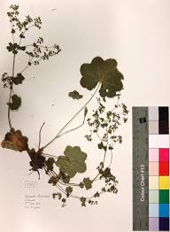 Attēlu rezultāti vaicājumam “Alchemilla vulgaris aggr. bud”