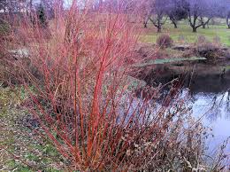 Attēlu rezultāti vaicājumam “Salix purpurea”
