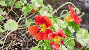 Attēlu rezultāti vaicājumam “Tropaeolaceae”