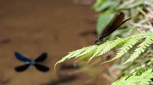 Attēlu rezultāti vaicājumam “Calopteryx virgo female”